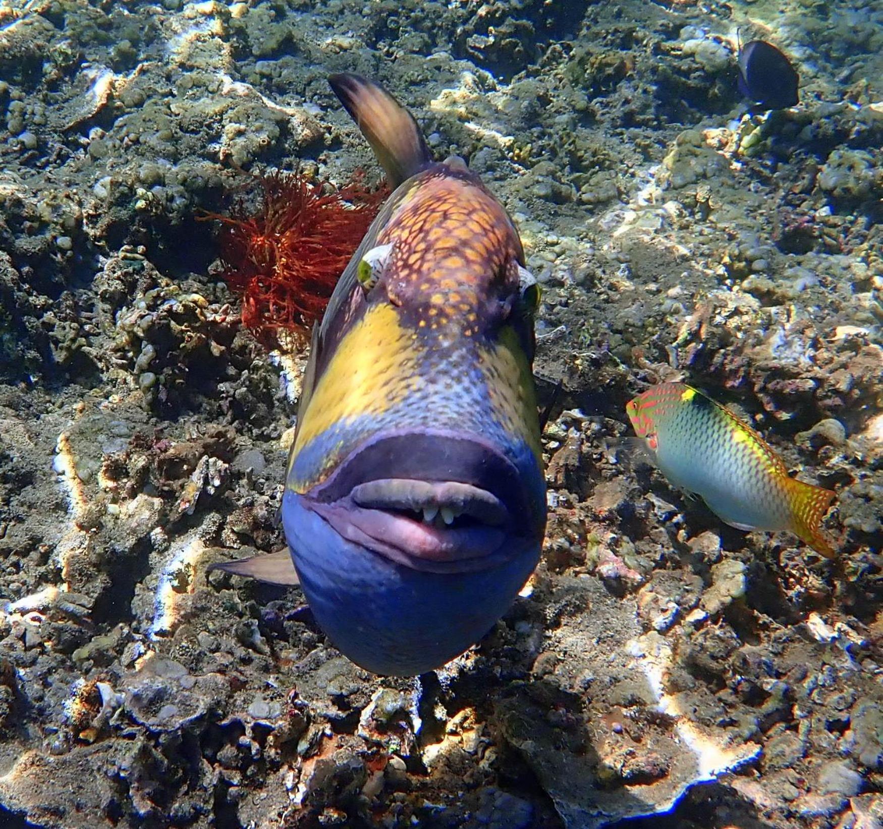 United Colors Of Lembongan 호텔 외부 사진